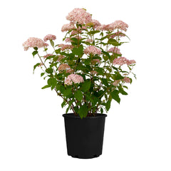 American Lace™ Pink Smooth Hydrangea Shrub