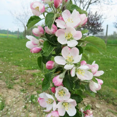 2-in-1 Fruit Snacks® Columnar Apple Tree