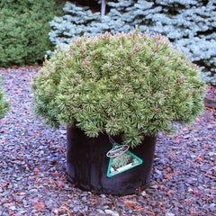 Iseli® Slowmound Mugo Pine Shrub