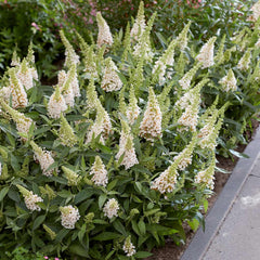 Butterfly Candy® Li'l Coconut Butterfly Bush