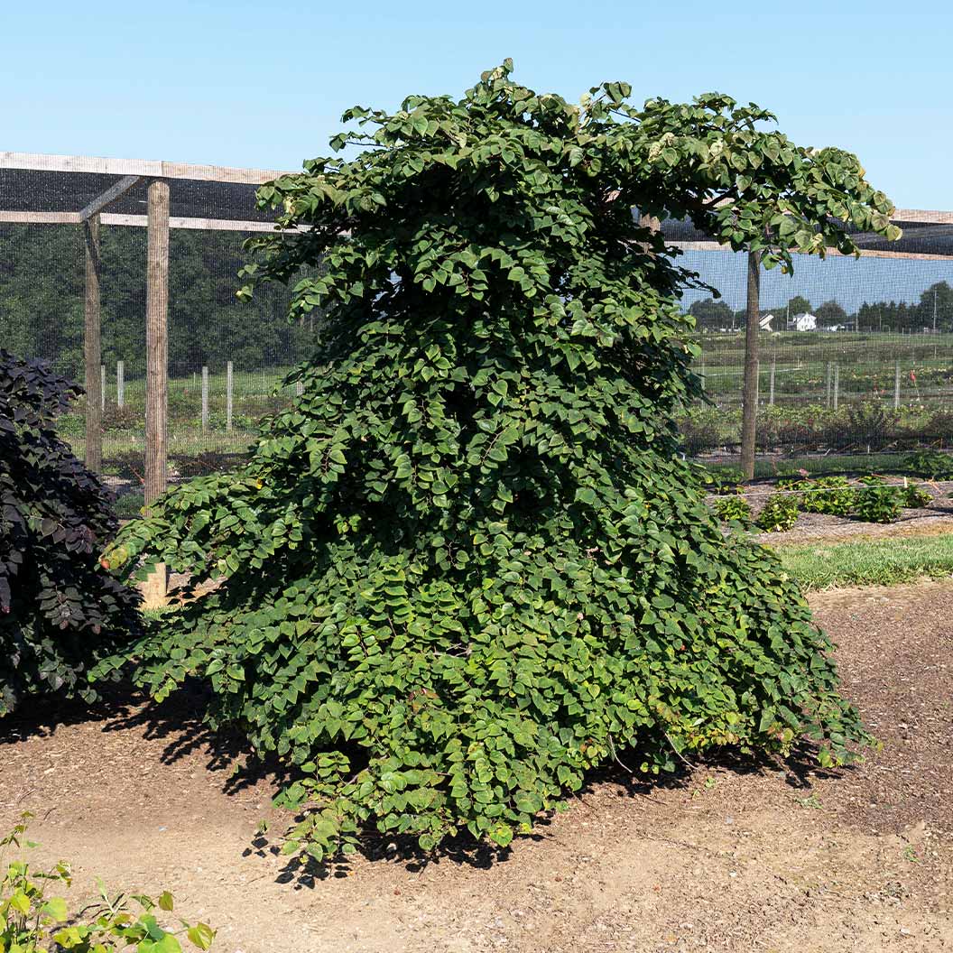 Garden Gems Emerald Falls Redbud Tree