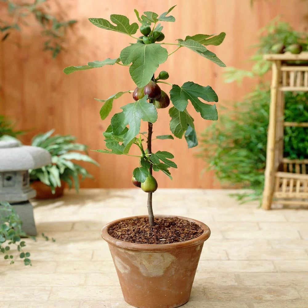 Southern Living® Little Miss Figgy™ Tree
