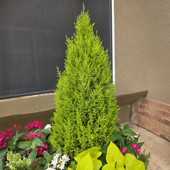Lemon Cypress