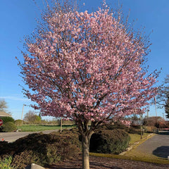 Pink Flair® Cherry Tree