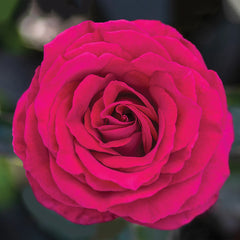 Bloomables® Stiletto Rose