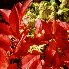 Proven Winners® Little Henry® Sweetspire Shrub