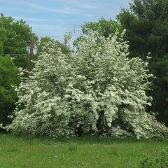 Constellation® White Dogwood