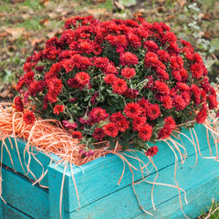 Red Belgian Mums®
