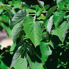 Sterling® Linden Tree