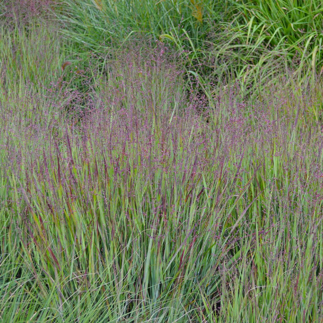 Heavy Metal Blue Switch Grass