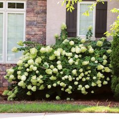 Proven Winners® Little Lime® Hydrangea Shrub