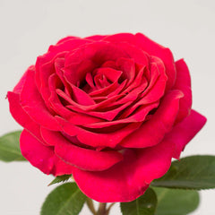 Bloomables® Stiletto Rose