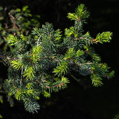 Hillside Upright Norway Spruce Tree