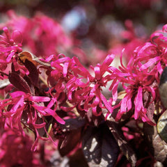 Ruby Loropetalum