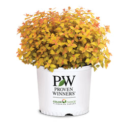 Proven Winners® Double Play® Candy Corn® Spiraea Shrub