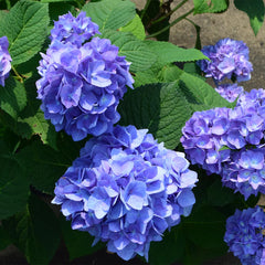 Garden District Blushing Blues™ Hydrangea Bush