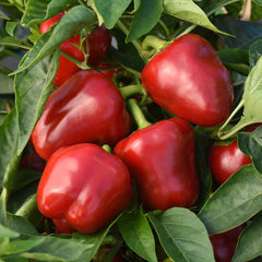 Patio Snack Organic Veggie 4 Pack Plant