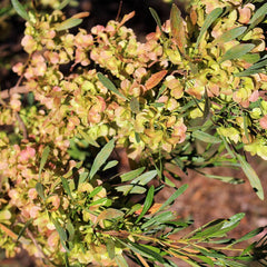 Emerald Ice Green Hopbush Shrub