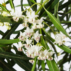Milkweed