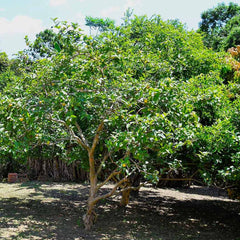 Ruby Supreme Guava Tree