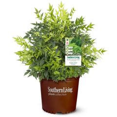 Lemon Lime Nandina Shrub