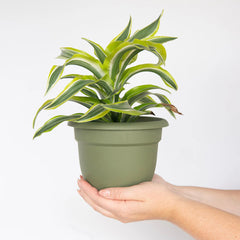 Bloem Ariana Self-Watering Planter in Living Green