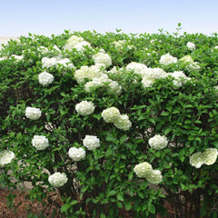 Chinese Snowball Bush