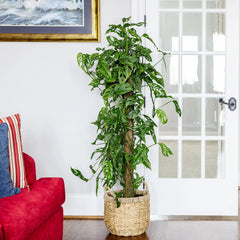 Monstera Adansonii