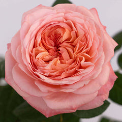 Martha Stewart™ Hybrid Tea Rose