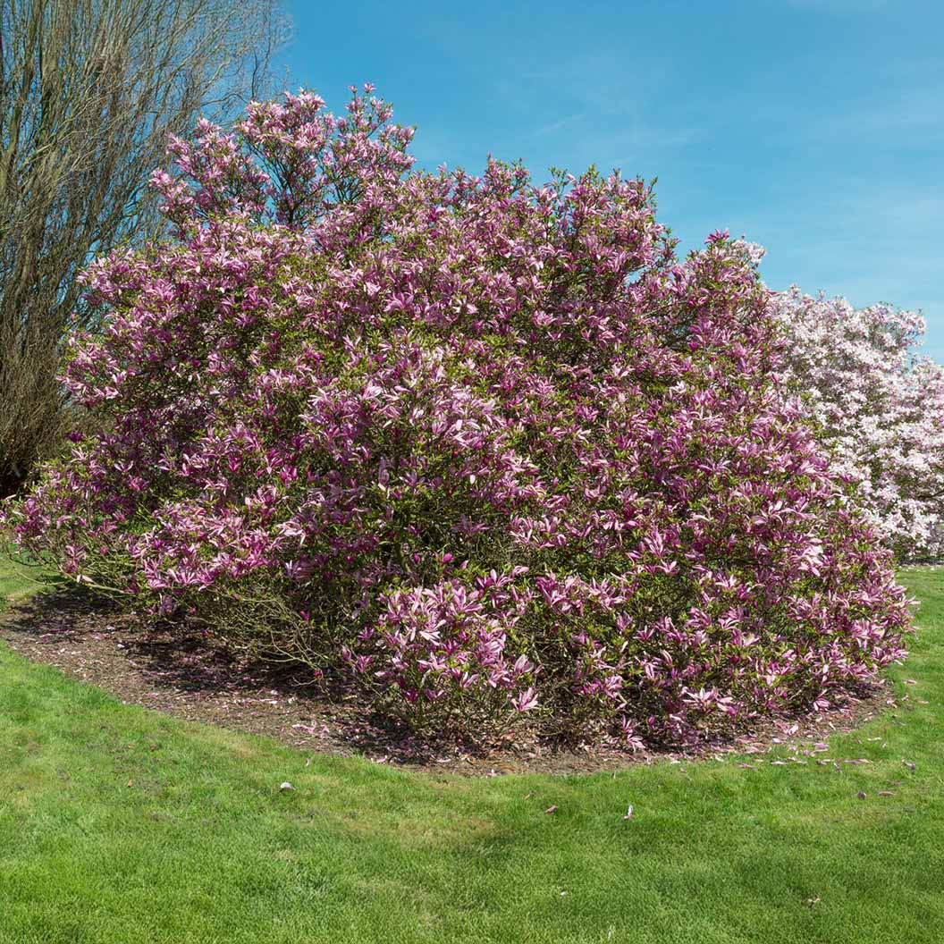Susan Magnolia Bush