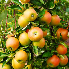 Jonagold Apple Tree