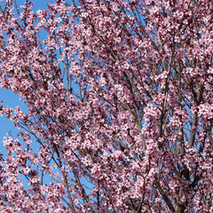 Newport Flowering Plum