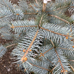Blue Diamond Spruce Tree