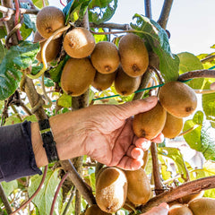 2-in-1 Fuzzy Kiwi Vine
