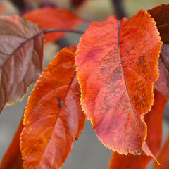 Raspberry Spear® Crabapple Tree