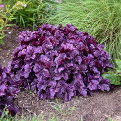 Dolce® Wildberry Heuchera (Coral Bells)
