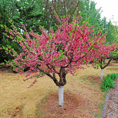5-in-1 Peach Tree