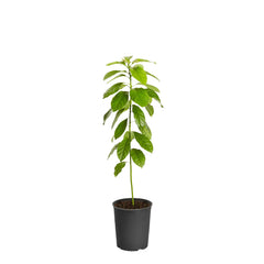 Hass Avocado Tree Arizona