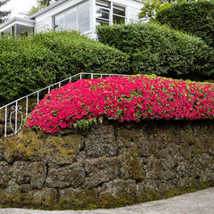 Red Ruffle Azalea Shrub