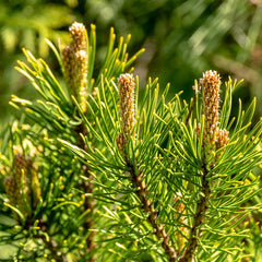 Ophir Mugo Pine Shrub