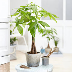 Money Tree