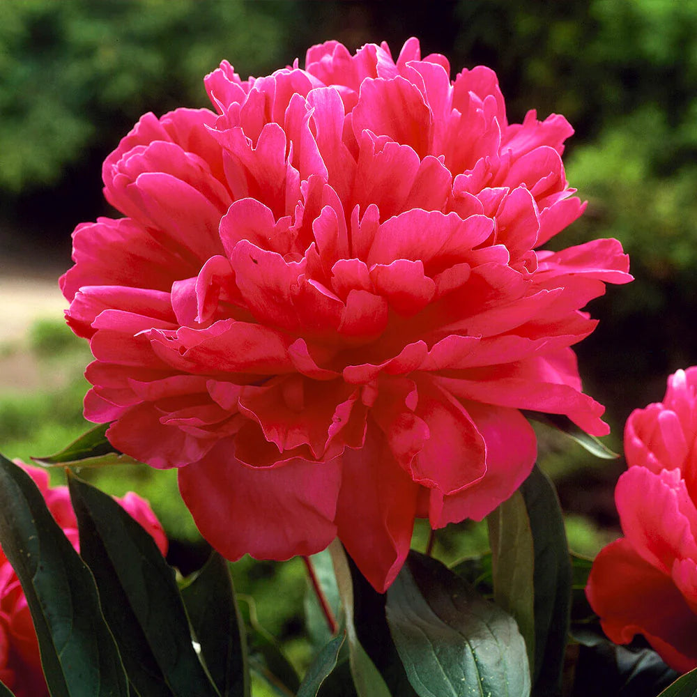 Felix Crousse Peony
