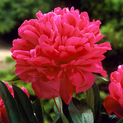 Felix Crousse Peony