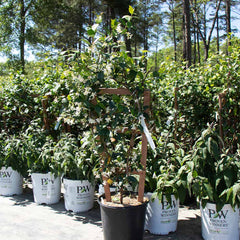 Star Jasmine