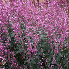 Meant to Bee® Royal Raspberry Agastache Plant