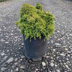 Iseli® Twinkle Toes Japanese Cedar Shrub