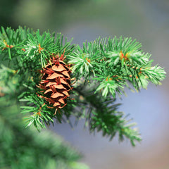 Douglas Fir Tree
