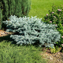 Dwarf Globe Blue Spruce