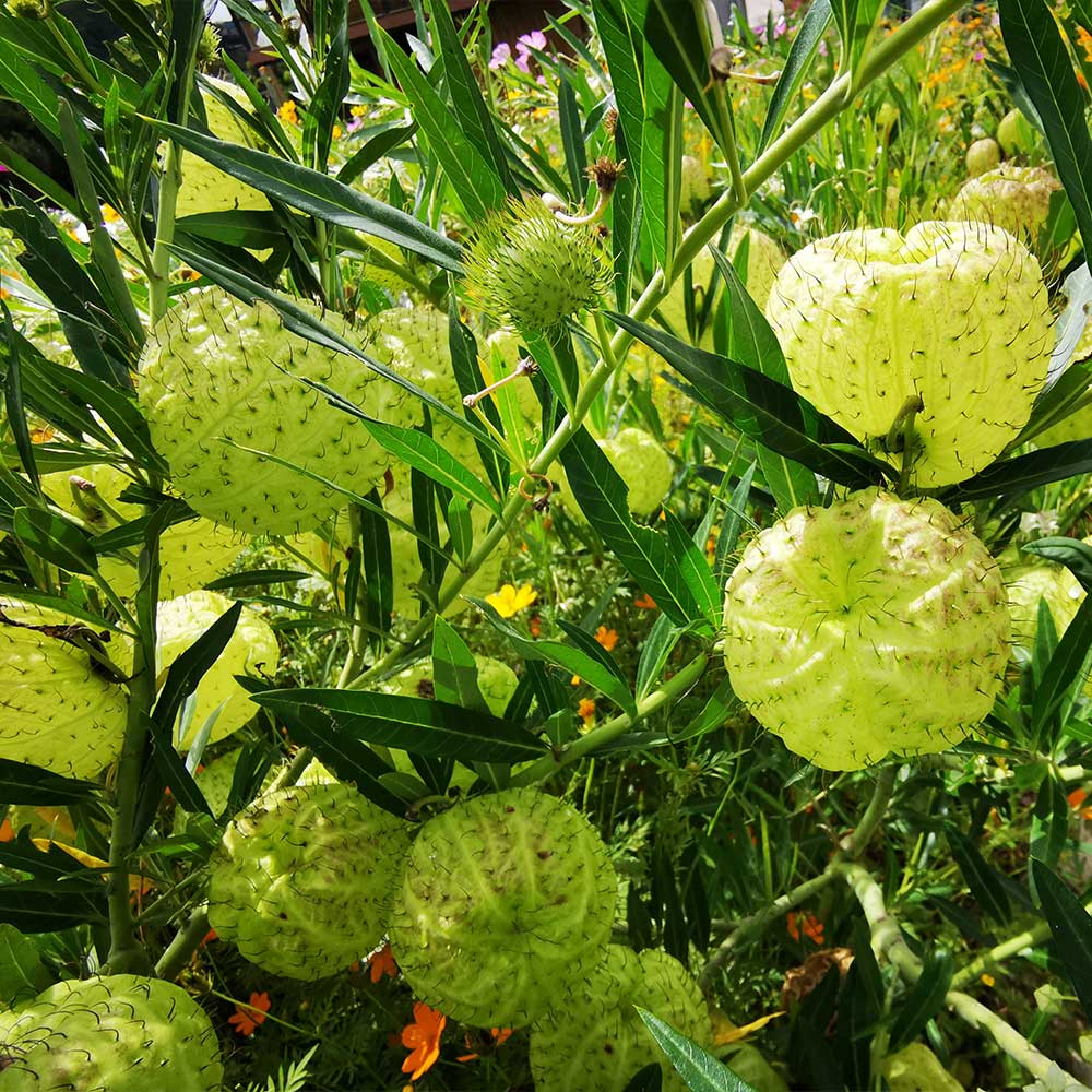 Milkweed