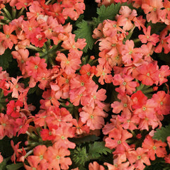 Proven Winners® Superbena Royale® Peachy Keen Verbena